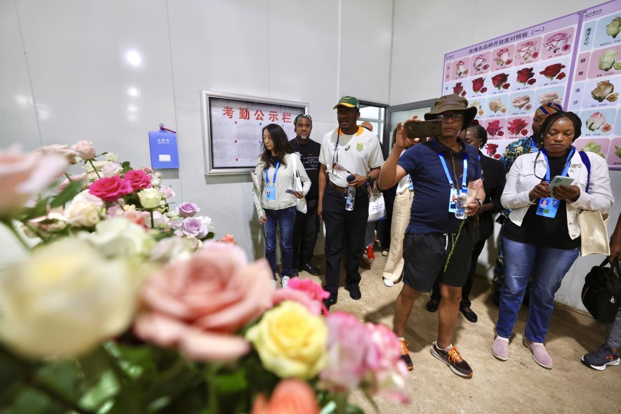 玫瑰花开三方共赢探访大理祥云鲜花基地